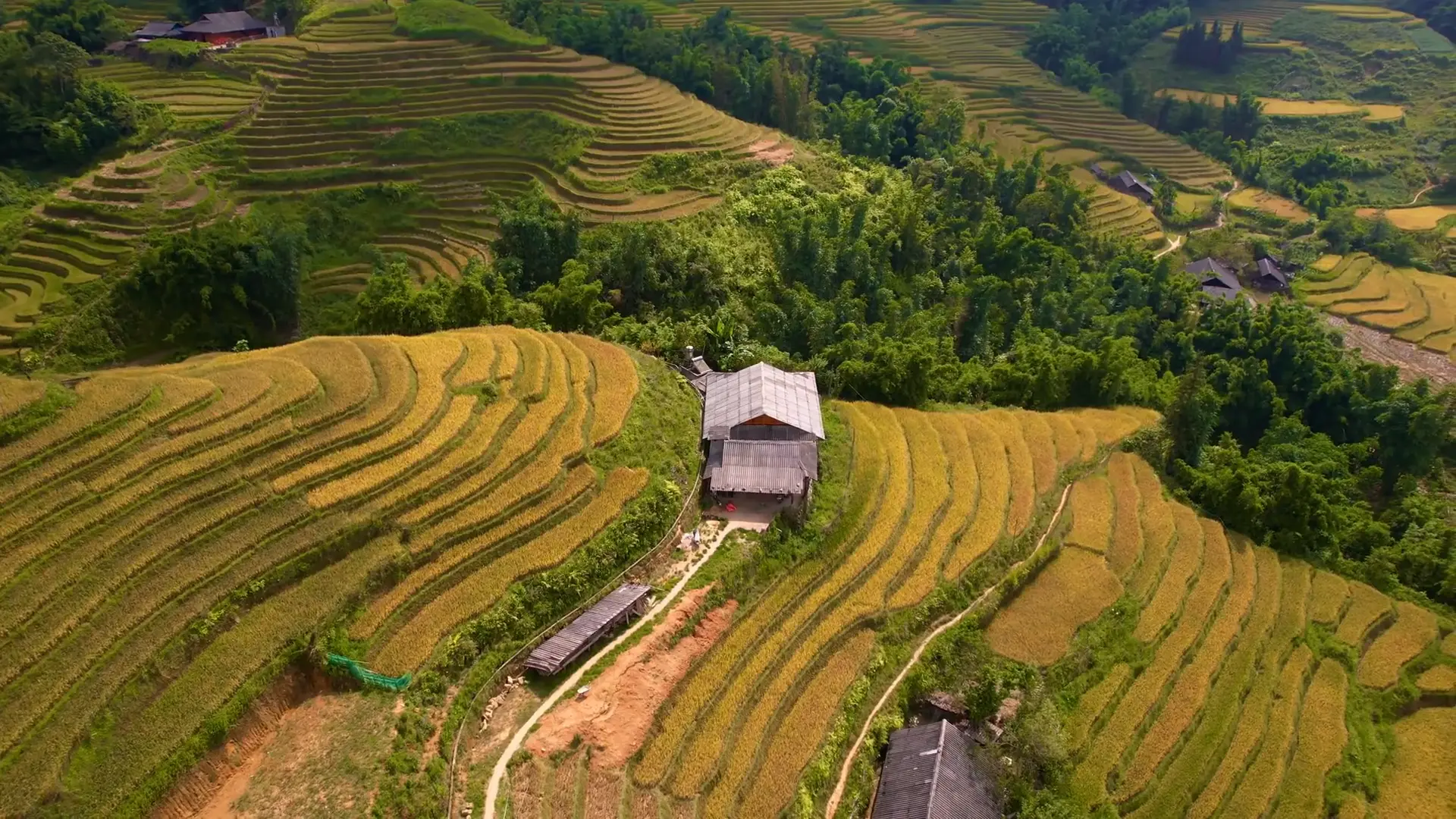 Organic terraced farm fields